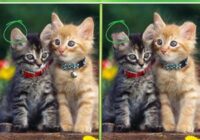 Игра Найди Отличия на русском
