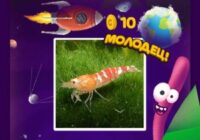 Игра Угадай слова: инопланетный квест